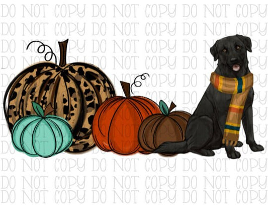 Fall Pumpkins - Black Lab